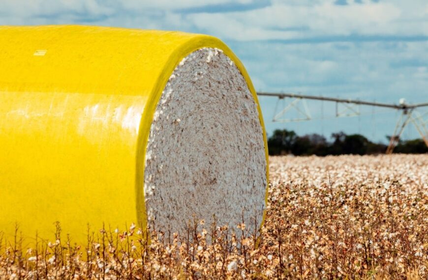 Algodão atinge maior valor nominal desde 2024