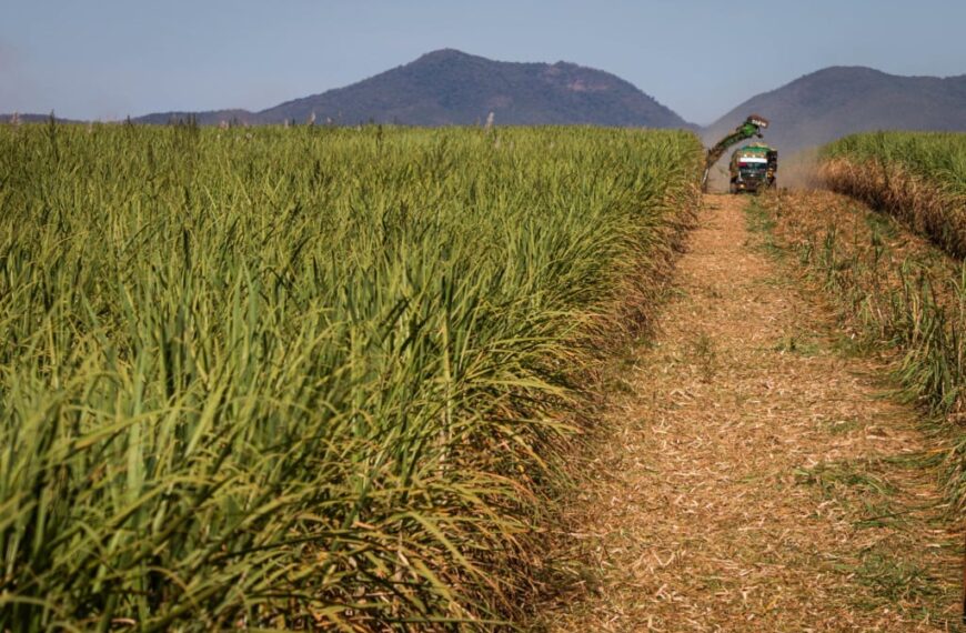 Preços do açúcar e do etanol sustentam patamar na última semana