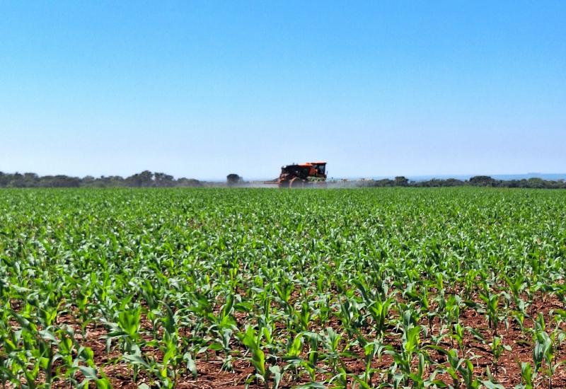 Safra de milho: Área plantada acompanhada alcança 83,3% em MS