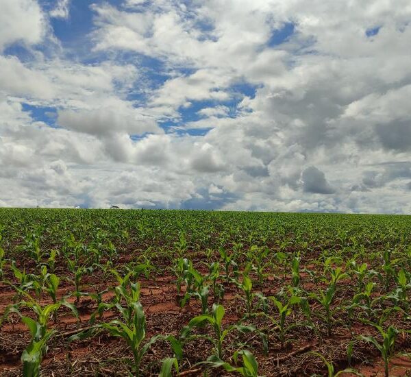 Ratificação de áreas em faixa de fronteira deve ser feita até outubro de 2025