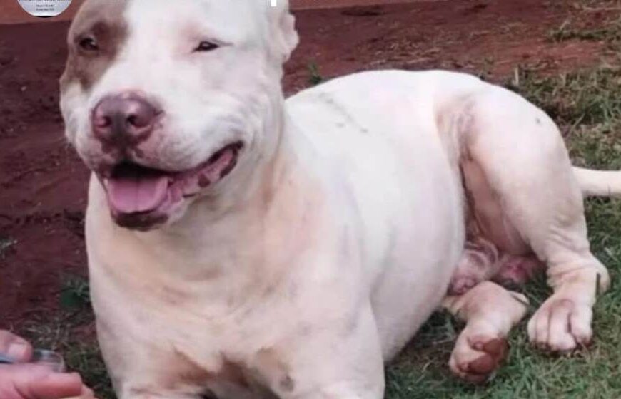 Homem mata cachorro da raça Pitbull a facadas após briga entre animais em Amambai