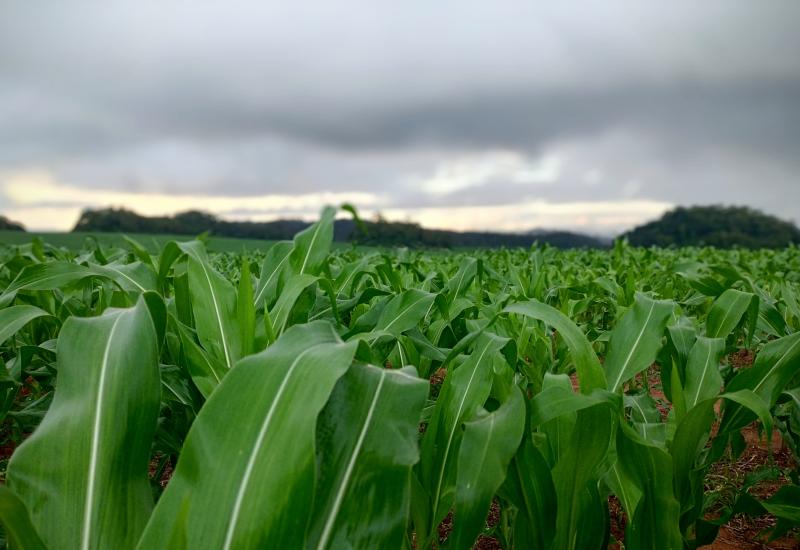 Safra de soja cresce em MS, mas milho enfrenta incertezas com risco de estiagem