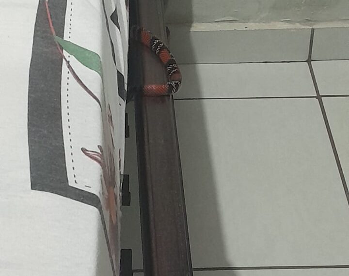 PMA captura cobra coral em residência de Dourados