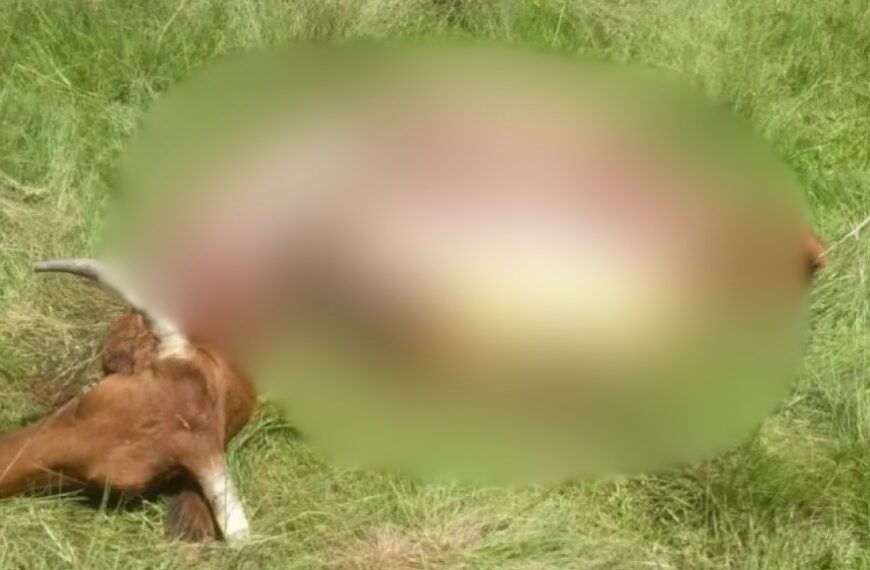 Polícia Nacional investiga matança clandestina de gado em fazenda de pecuarista brasileiro