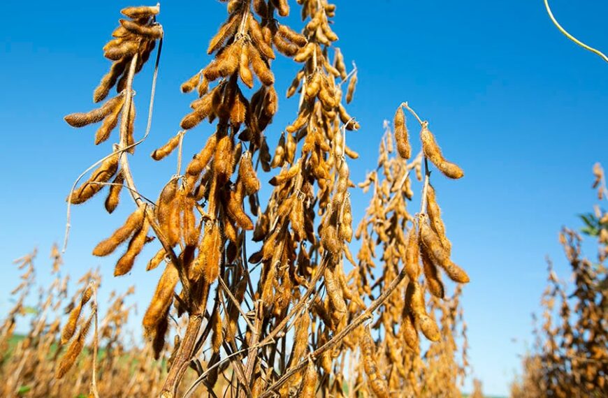 Novas variedades de soja combinam alta produtividade e resistência a doenças