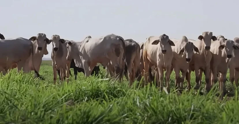 Preço do boi gordo no Mercosul atinge novo recorde em três anos