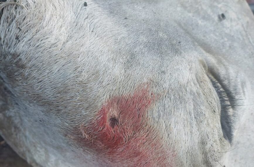 Aumento de roubos de gado preocupa produtores do Pantanal na fronteira com o Paraguai