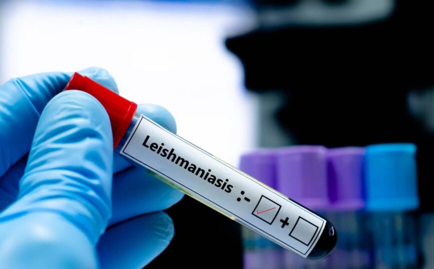 Com dois casos confirmados em Ponta Porã, Saúde faz alerta sobre leishmaniose visceral