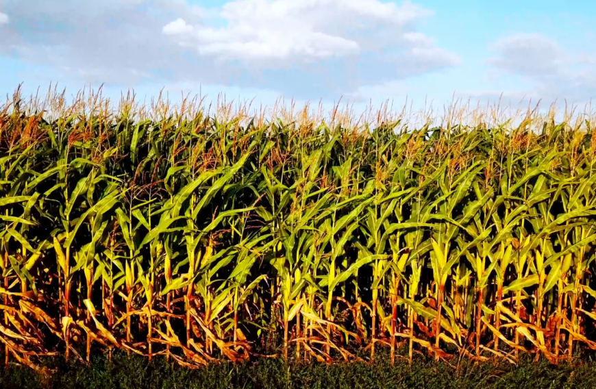 Mercado brasileiro de milho segue lento, mesmo com recuo nos preços
