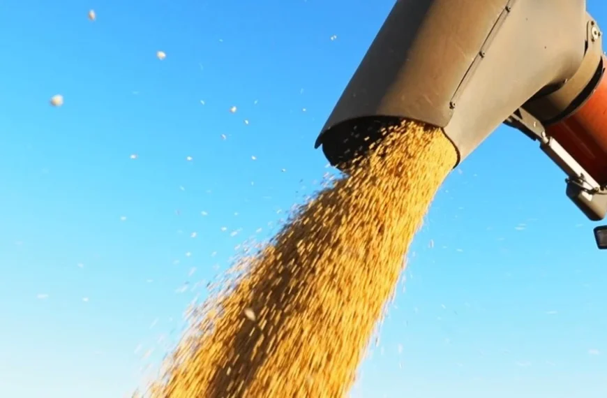 ‘O Brasil segue como protagonista mundial na venda de soja’, afirma analista