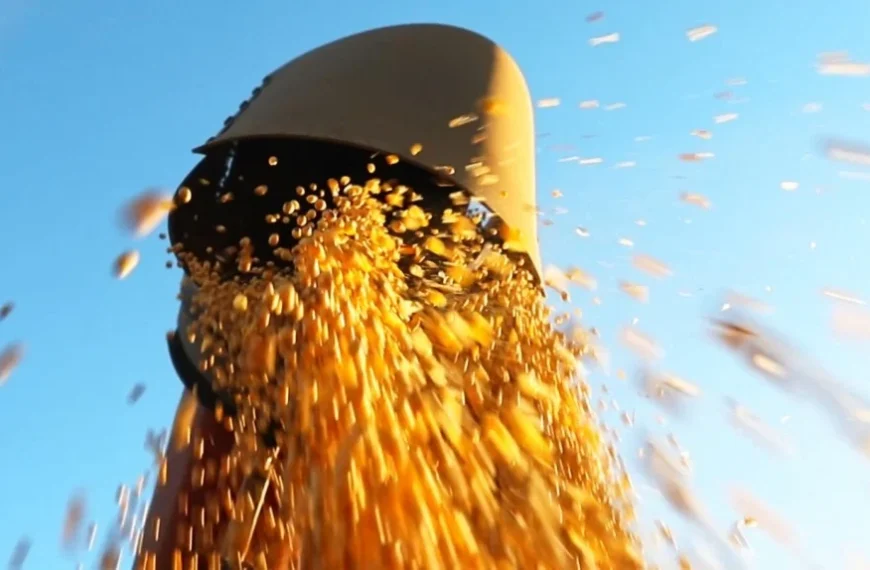 Comercialização de soja avança e percentual ultrapassa o ano passado