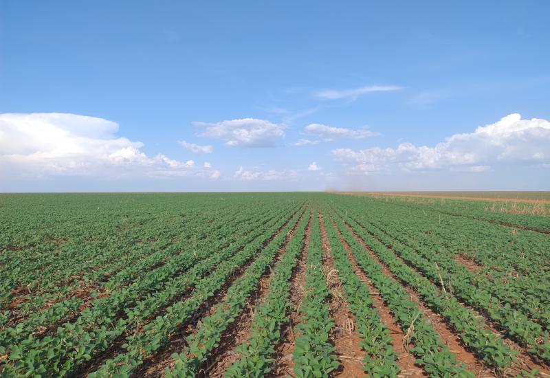 Vazio sanitário começa no dia 15 de junho em Mato Grosso do Sul