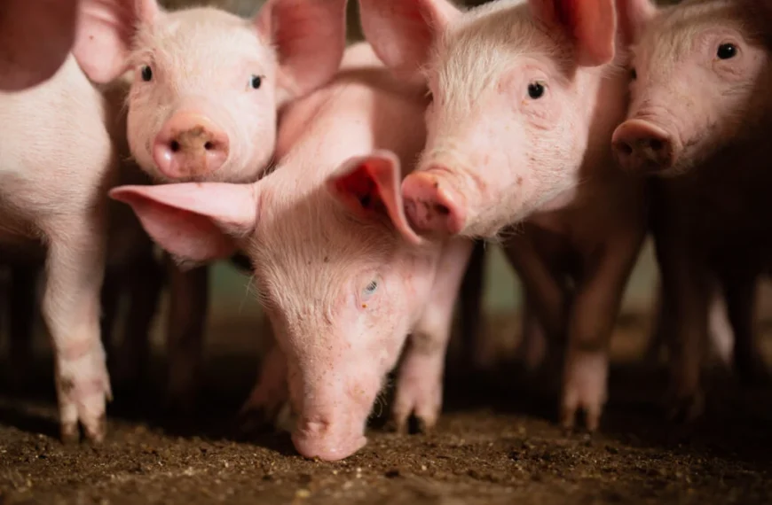 Suínos: preços do animal vivo e da carne voltam a cair