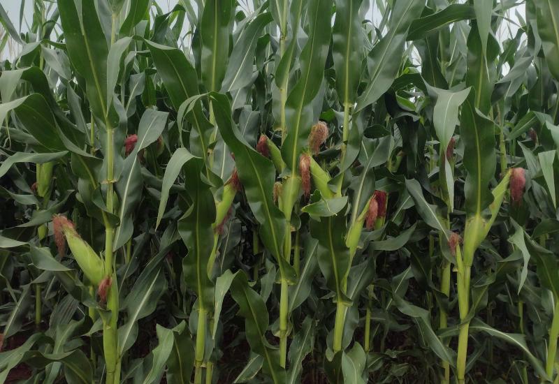 Plantio do milho foi concluído no Estado; colheita da soja alcançou 99,7% da área