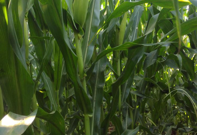 Volume de chuva registrado em abril beneficiou as lavouras de milho do Estado