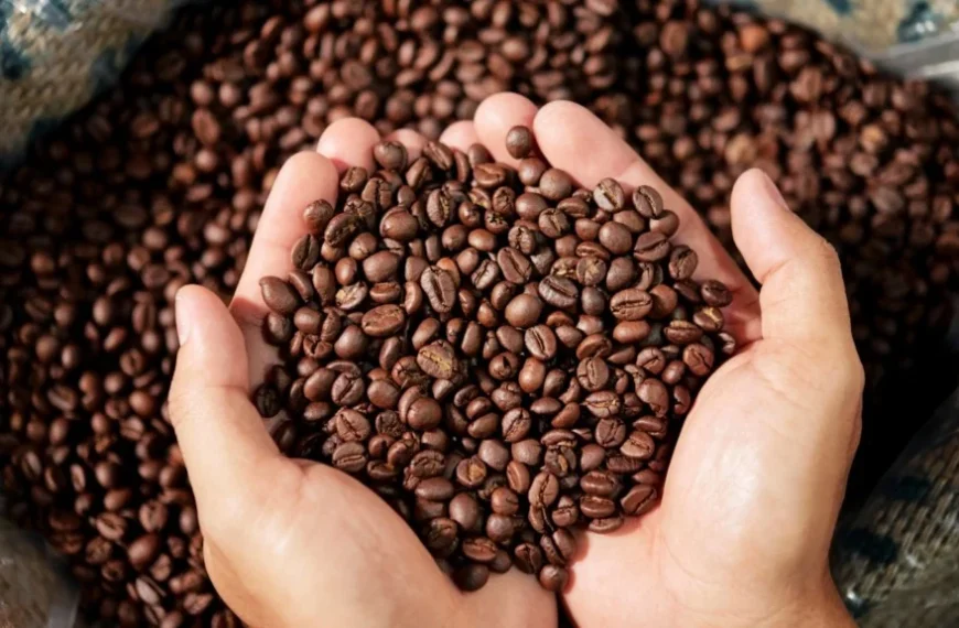 Exportações de café avançam em nível recorde e cotações internas do robusta caem