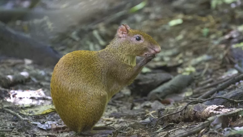 Lei: Cutia do Cerrado e Arte Viva Jardim são declaradas de Utilidade Pública