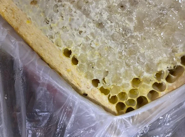 Vigiagro impede a entrada de besouro exótico no Brasil