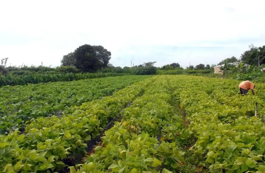 Câmara aprova política que estimula permanência de jovens no campo