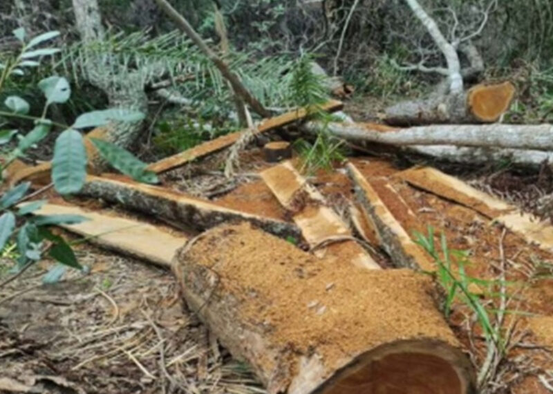 Crime ambiental: MP apura corte ilegal de árvores nativas em Bela Vista para uso em curral