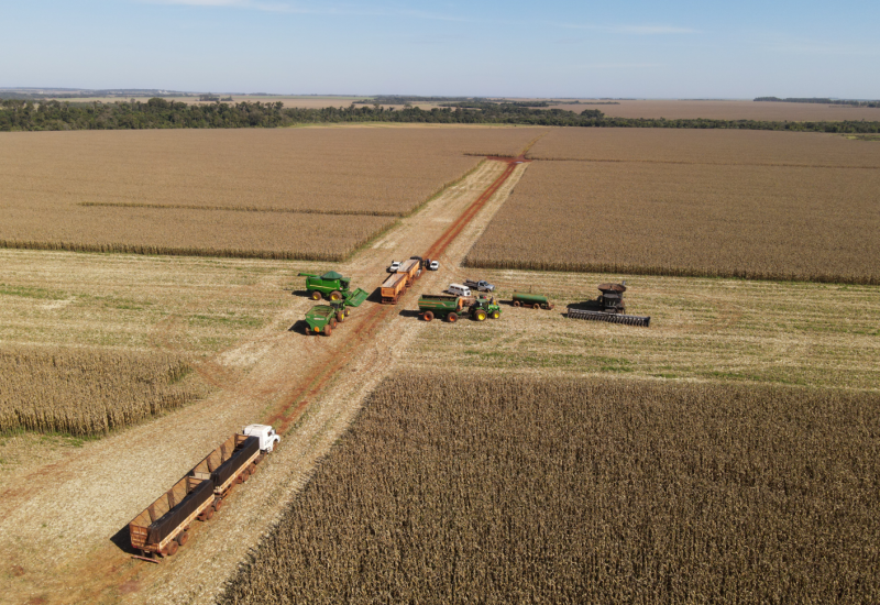 Colheita do milho 2ª safra 2024/2025 avança em Mato Grosso do Sul