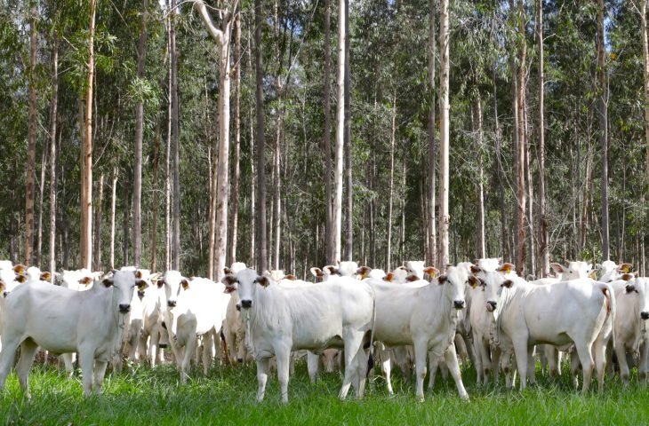 Trânsito de bovinos de MS para todo o território nacional está liberado