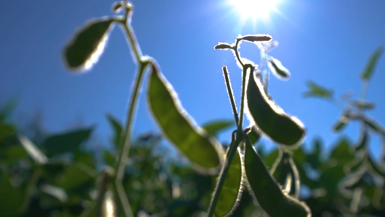 Tributação do IOF vai impactar o Plano Safra 2025/26?