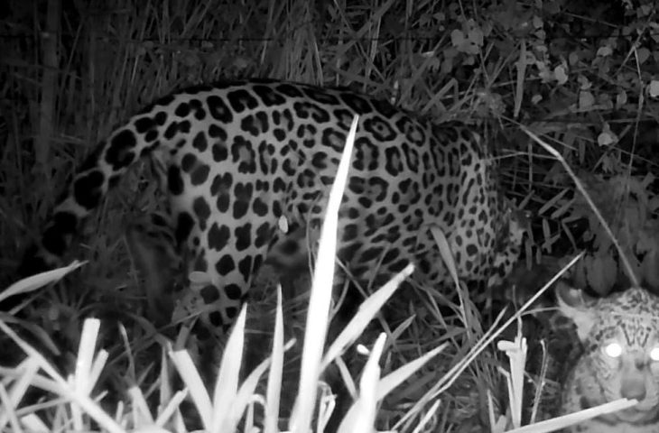 Onça Miranda, tratada pelo Cras e depois solta na natureza, aparece com filhote no Pantanal