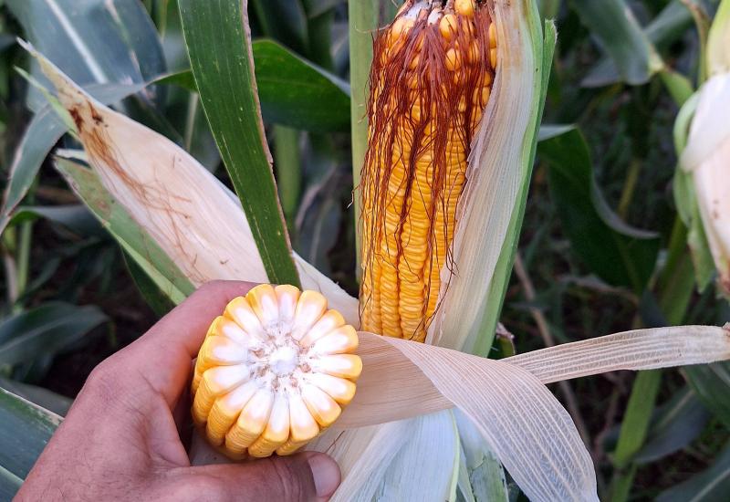 Lavouras de milho no sudeste e sul-fronteira estão abaixo do potencial das demais regiões