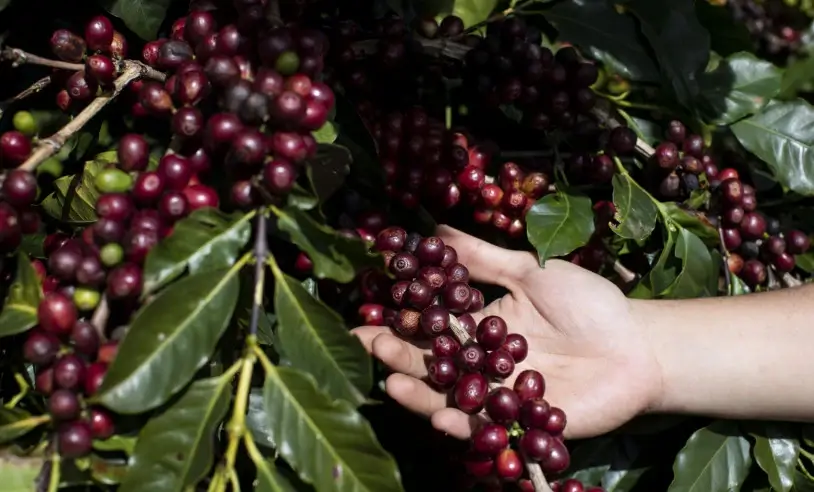 Café: Cotações operam nas menores médias do ano