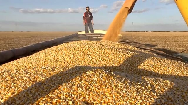 Milho: Com clima favorável nos EUA, Chicago reabre em baixa