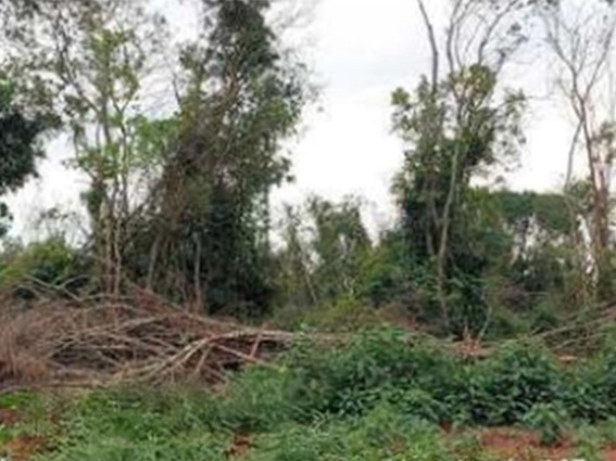 Após desmatamento, empresa rural em Iguatemi firma TAC com o Ministério Público