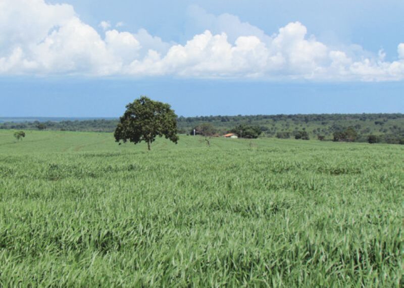 Verdana Agropecuária anuncia investimentos para ampliar integração de lavoura e pecuária