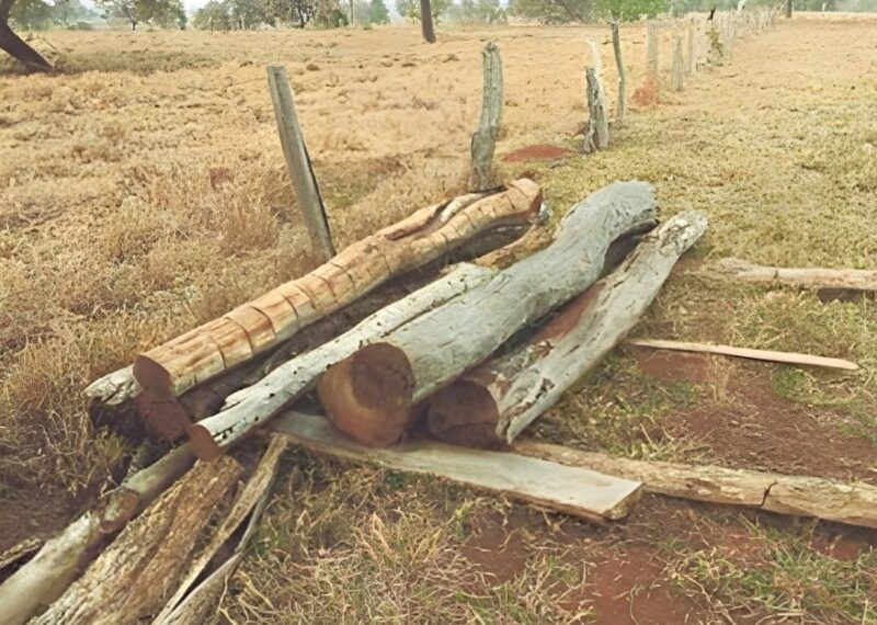 Justiça abre investigações para apurar desmatamento e exploração de madeira nativa