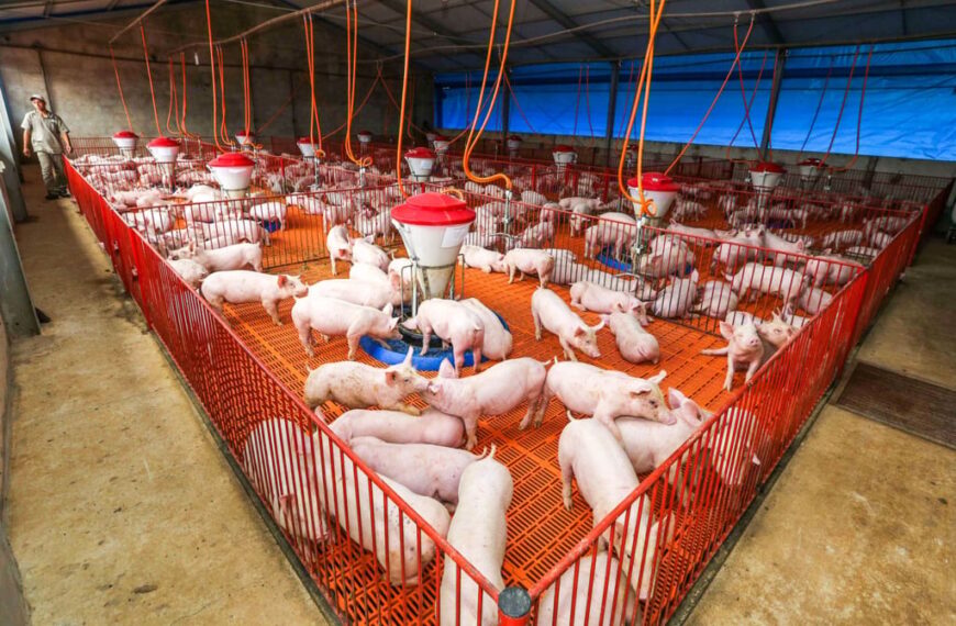 Exportações de carne suína crescem 28% e batem recorde histórico em receita