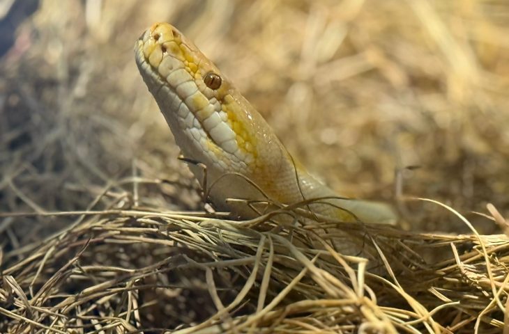 Bioparque Pantanal celebra Dia Mundial da Cobra com de educação ambiental