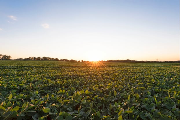 Abiove projeta crescimento na produção de soja para 2025; confira os números