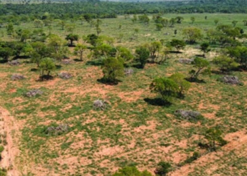 Ministério Público apura desmatamento irregular na Mata Atlântica em Amambai