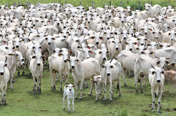 Status histórico de sem aftosa é ferramenta de MS para ampliar mercados na Ásia