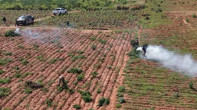 Senad desmantela fazenda com 14 hectares de maconha