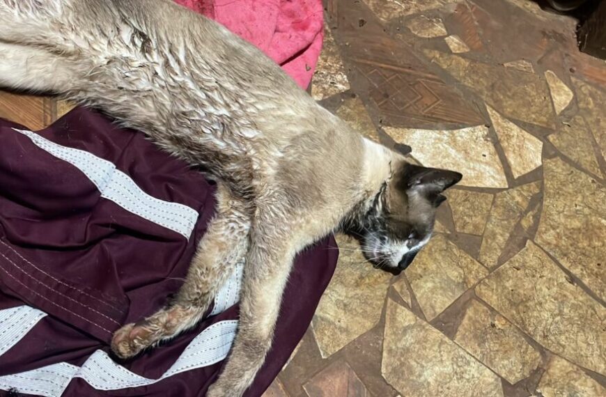 Ponta Porã: Após envenenamento de gatos no bairro Andreazza, B.O foi feito na Polícia