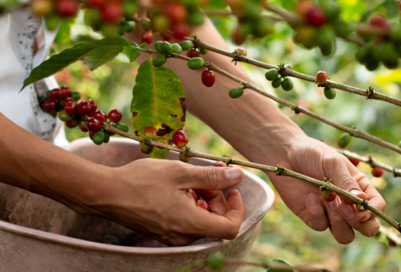 Mapa divulga instituições habilitadas a operar R$ 7,18 bi do Funcafé