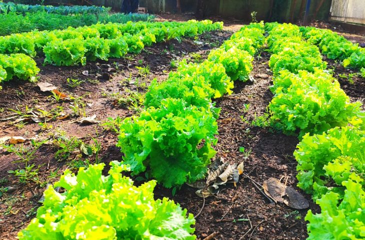 Hospital Regional de Ponta Porã amplia ações sustentáveis com horta comunitária