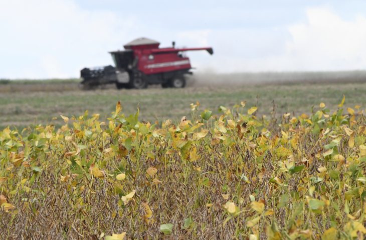 Plantio da maior safra de soja de MS tem expectativa de colher 15 milhões de toneladas