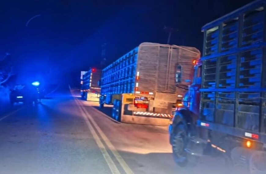 Polícia Militar Rural apreende caminhões com gado irregular e furtado