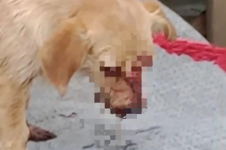 Cão é brutalmente agredido em Ponta Porã. Agressor ainda não foi identificado