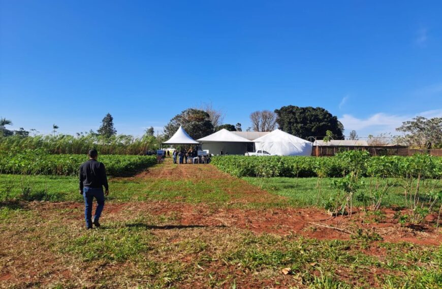Agricultura familiar vive momento de relevância com sistema agroflorestal