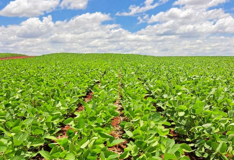 Plantio de soja ultrapassa metade da área estimada em Mato Grosso do Sul