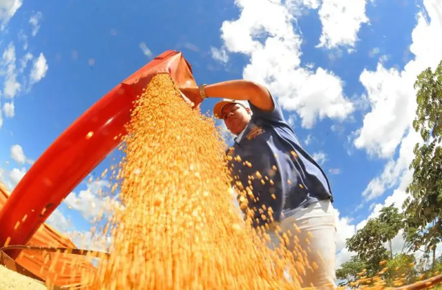 Safra deve recuar 3,7% em 2026, depois de um 2025 recorde