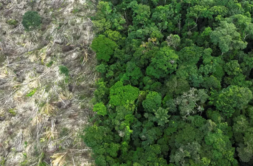 No Amazonas, 62% da exploração madeireira é feita ilegalmente